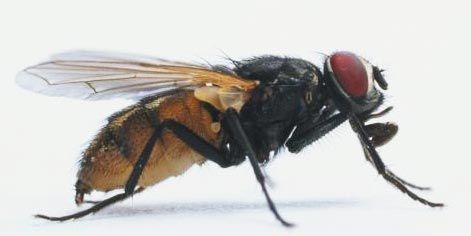 House fly
