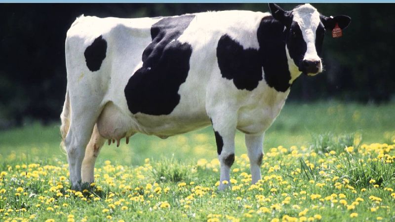 Holstein Friesian Cow 01