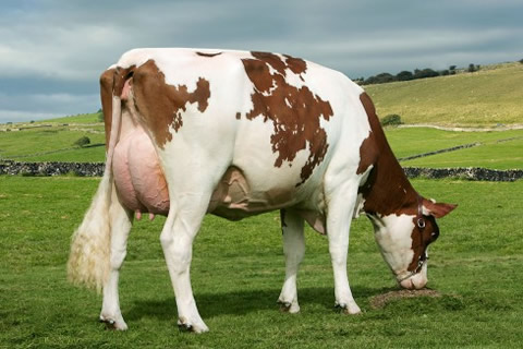 Holstein Friesian Cow 04