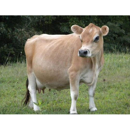 Jersey Cow 02