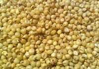Yellow Sorghum Seeds