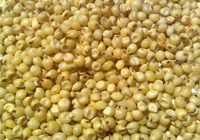 Yellow Sorghum Bird Seeds