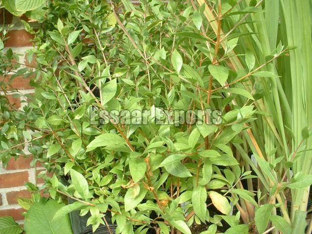 Lawsonia Inermis