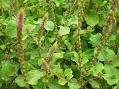 Apamarg Herbal Extracts