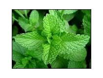 Mentha Arvensis Oil
