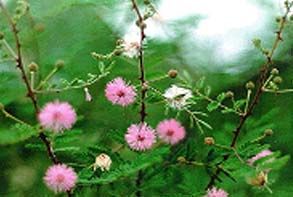 Babool Chhal Herbal Extracts