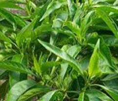 Vasaka Herbal Extracts