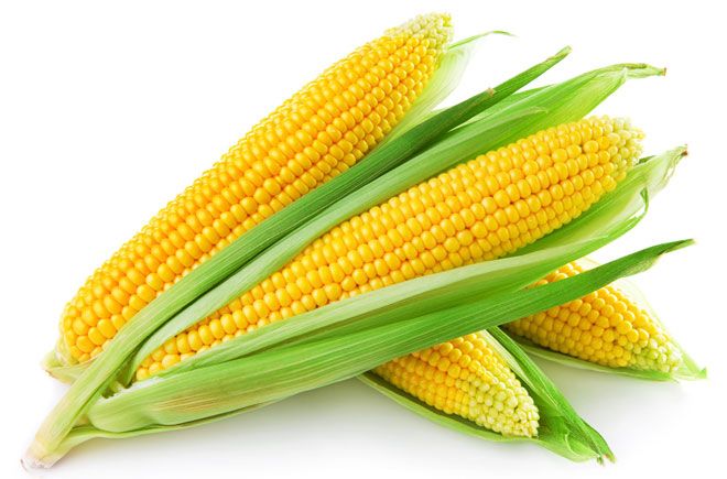 Yellow Corn 03