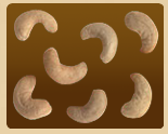 Cashew Nut 07