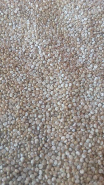 Processed Quinoa Seeds