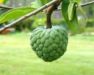 Fresh Custard Apple 01