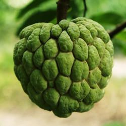 Fresh Custard Apple 02