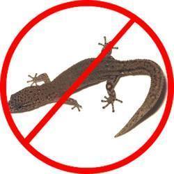 Lizard Control Services