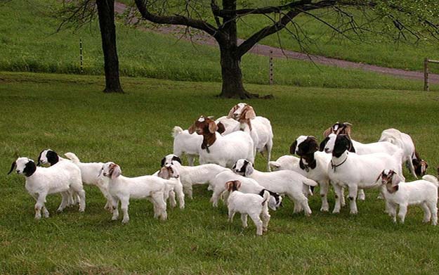 Live Goats