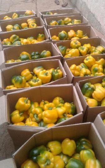 Fresh Capsicum 01