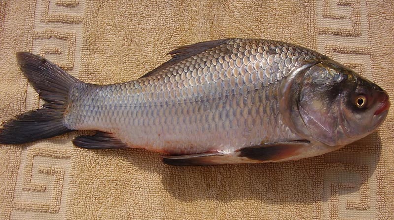 Catla Fish 01