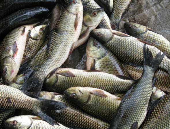 Catla Fish 02