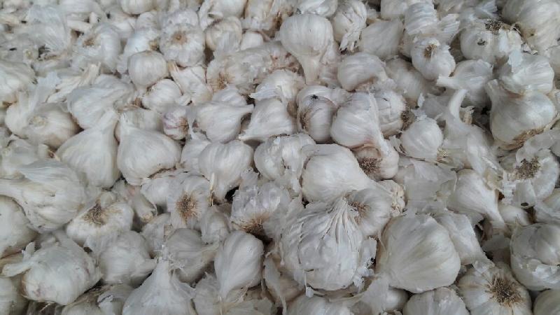 Fresh Garlic 03