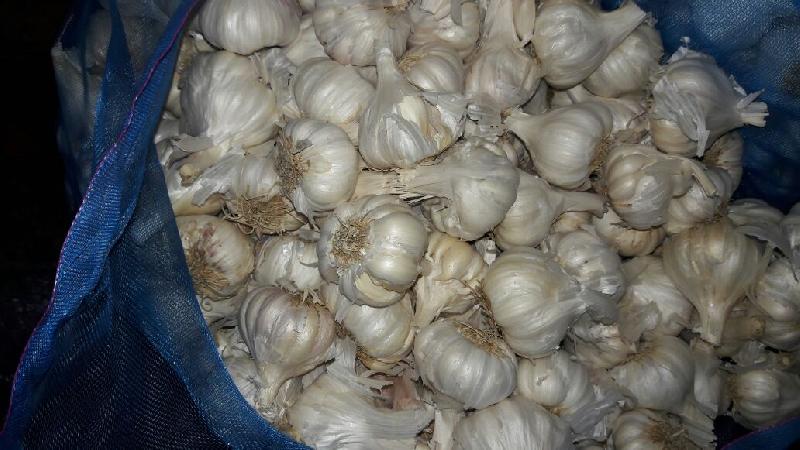 Fresh Garlic 04