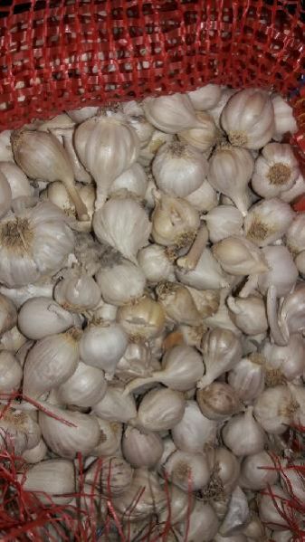 Fresh Garlic 06