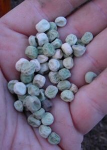 Green Peas Seed 02