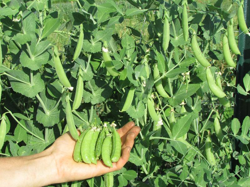 Green Peas Seed 03
