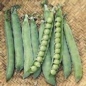 Green Peas Seed 04