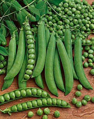 Green Peas Seed 06