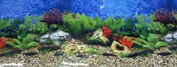 Underwater Ecosystem Poster