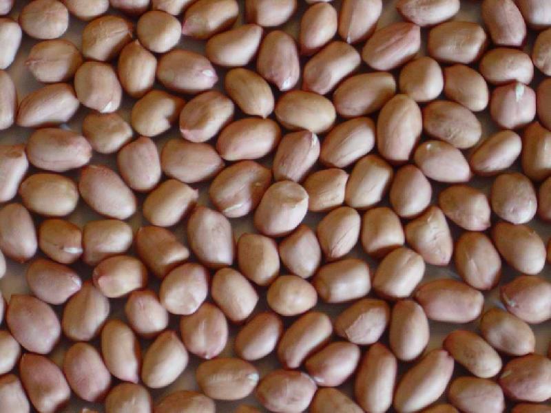 Groundnut Kernels 02