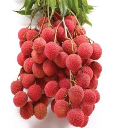 Fresh Litchi 01