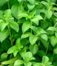 Stevia