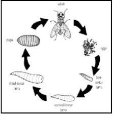 Flies Control Treatment Service 04