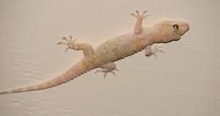 Lizard Control Treatment Service 01