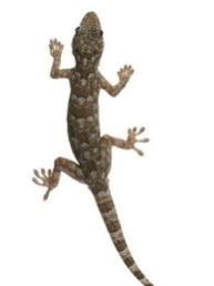 Lizard Control Treatment Service 02