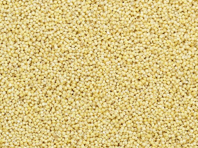 Millet Seed 01