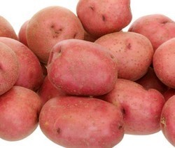 LR Potato