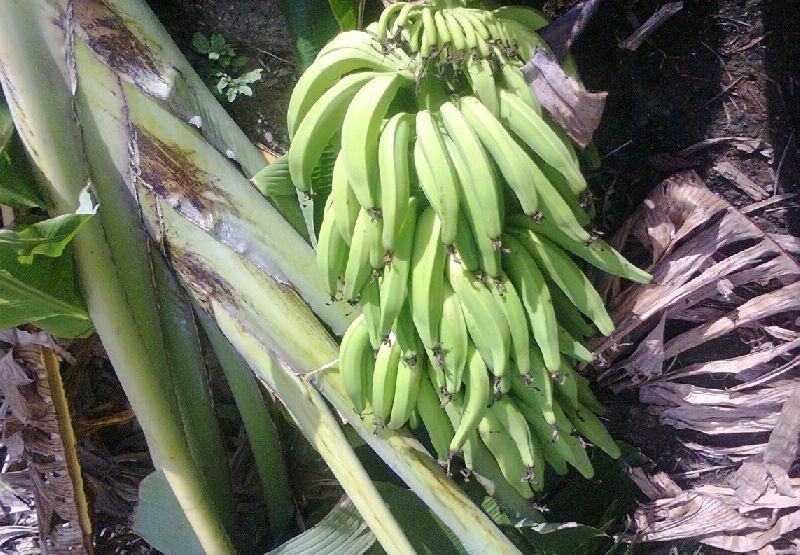 Quintal Nendran Banana Plant