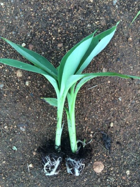 Yelakki Banana Plant