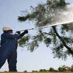 Tree Spray Oil