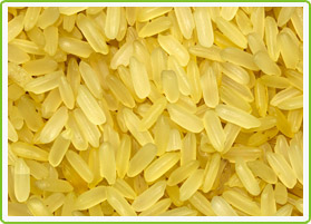 Pusa 1121 Golden Rice