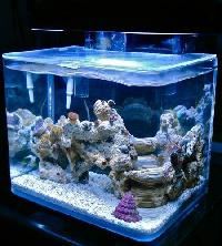 Aquas Star In Kolathur Chennai Tamil Nadu Aquarium Accessories Dealer Indianyellowpages