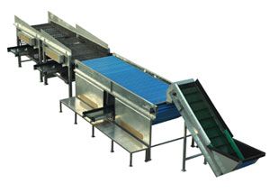 Potato Grading Machine 03