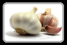 Fresh Garlic 01