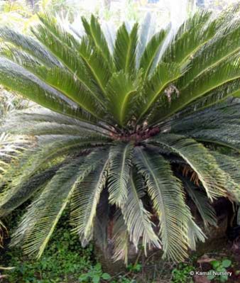 Cycad Plants 