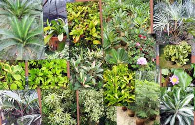 Ornamental Plants