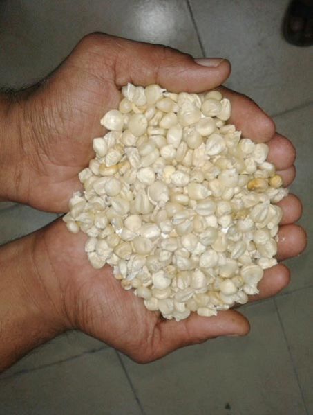 White Maize