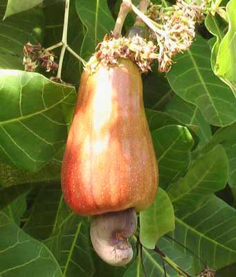 raw cashew nut importers in india