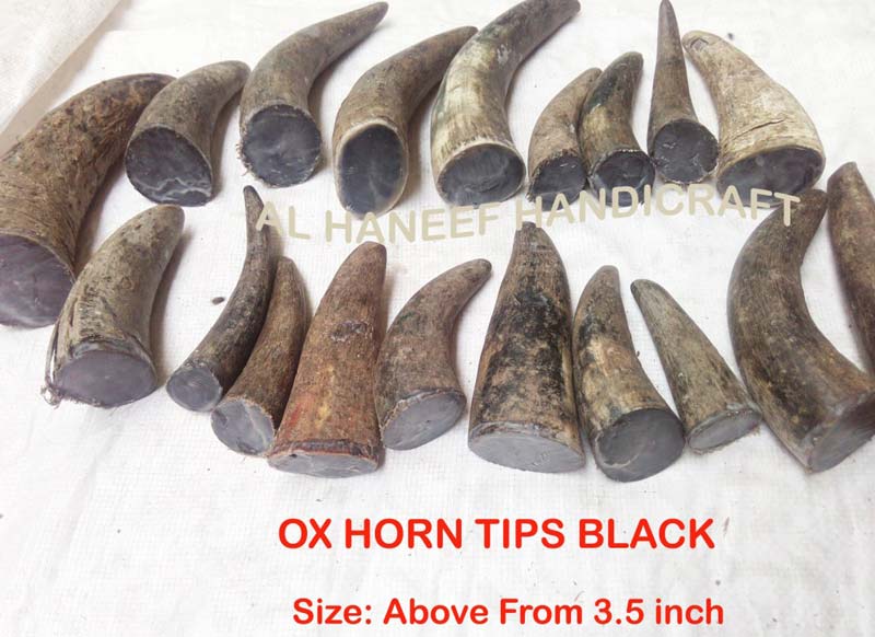 OX Horn Tips & Hollow 01