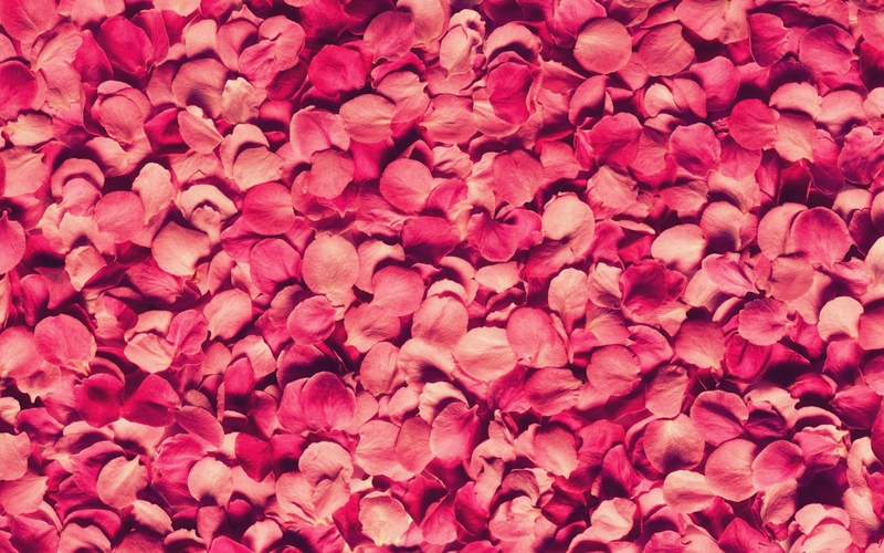 Dried Rose Petals 02